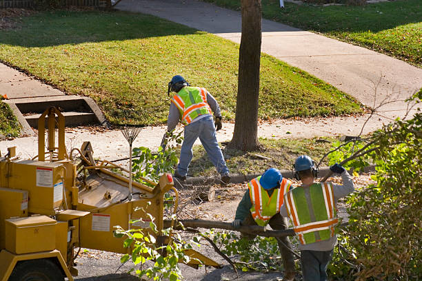 Best Tree Planting Services  in Siesta Key, FL